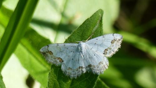 Réf. 183 726 : Scopula ornata